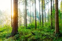 Symbolbild Nachhaltige Waldwirtschaft bei PaX